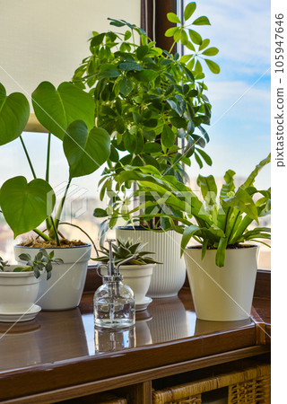 Asplenium nidus, monstera, shefflera and succulents 105947646