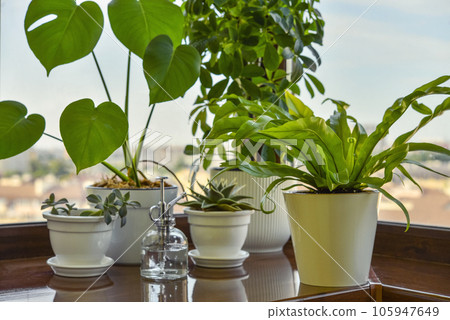 Asplenium nidus, monstera, shefflera and succulents Asplenium nidus, monstera, shefflera and succulents 105947649