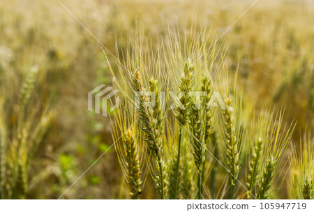 Wheat field with golden spikelets Wheat field with golden spikelets 105947719