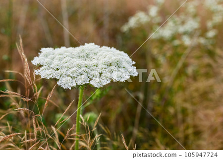 The hogweed a huge plant with flowers The hogweed a huge plant with flowers 105947724