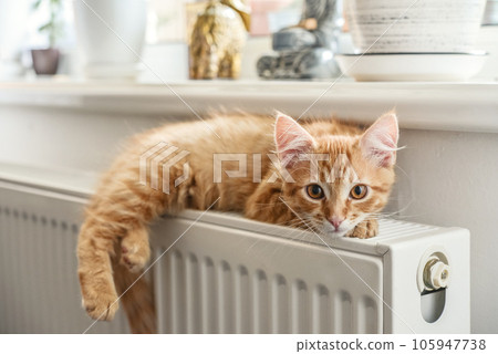 ginger kitten with amber eyes ginger kitten with amber eyes 105947738