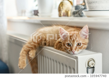 ginger kitten with amber eyes 105947740