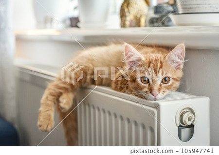 ginger kitten with amber eyes ginger kitten with amber eyes 105947741