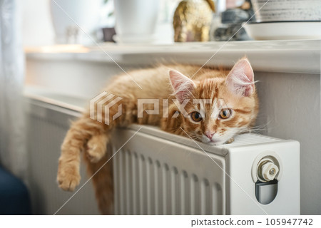 ginger kitten with amber eyes ginger kitten with amber eyes 105947742