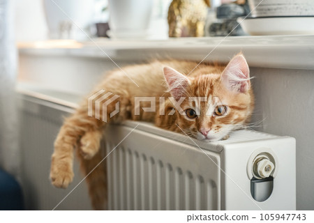 ginger kitten with amber eyes ginger kitten with amber eyes 105947743