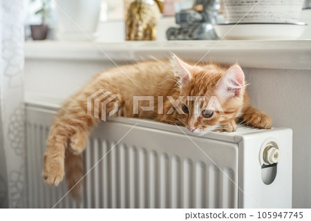 ginger kitten with amber eyes 105947745