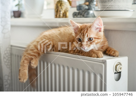 ginger kitten with amber eyes ginger kitten with amber eyes 105947746