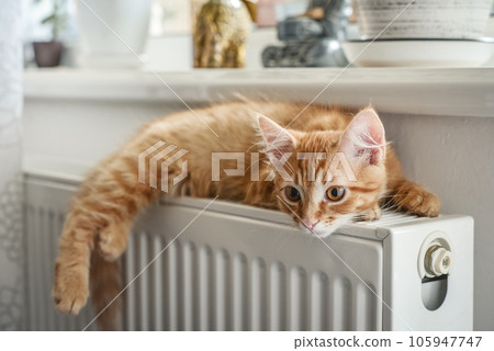 ginger kitten with amber eyes ginger kitten with amber eyes 105947747
