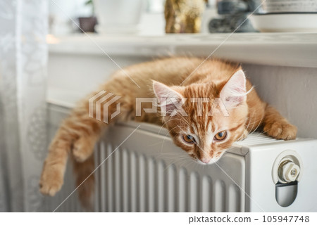 ginger kitten with amber eyes ginger kitten with amber eyes 105947748