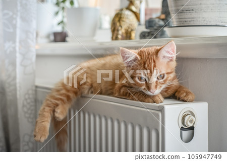 ginger kitten with amber eyes ginger kitten with amber eyes 105947749
