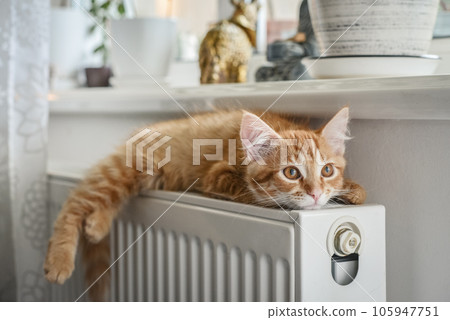 ginger kitten with amber eyes ginger kitten with amber eyes 105947751