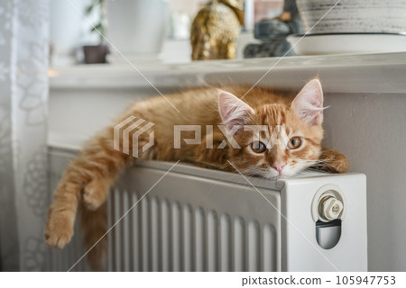 ginger kitten with amber eyes ginger kitten with amber eyes 105947753