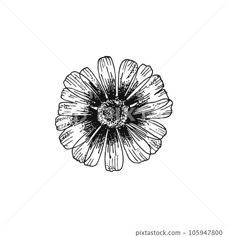 Flower chamomile line hand drawn vector illustration isolated on white background. Isolated vector element. 105947800
