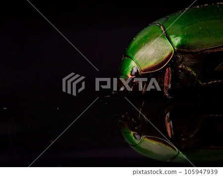 Closeup green beetle bug with reflection on a black background 105947939