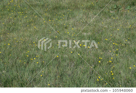 Green field of grass under the rays of the summer scorching sun with small yellow dandelions. Green field of grass under the rays of the summer scorching sun with small yellow dandelions. 105948060