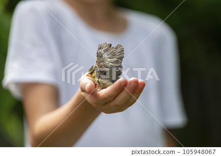 Little baby bird learning to spread her wings in a safe shelter of a childs hand 105948067