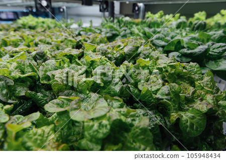 Fresh organic vegetable grown using aquaponic or hydroponic farming Fresh organic vegetable grown using aquaponic or hydroponic farming 105948434