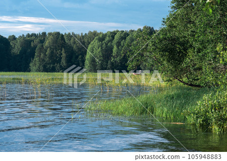 wooded shore of lake with reedbeds on a sunny day, a fishing boat is visible in the reeds 105948883