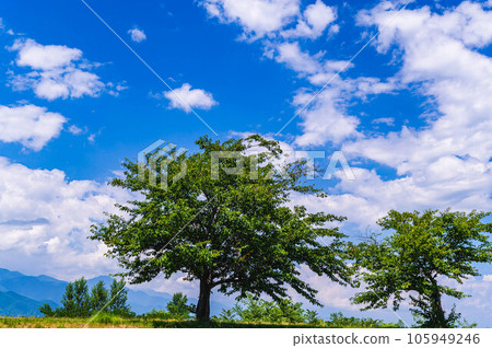 Summer sky and big tree Matsumoto city Summer sky and big tree Matsumoto city 105949246