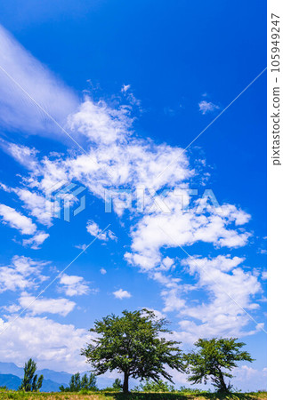 Summer sky and big tree Matsumoto city Summer sky and big tree Matsumoto city 105949247