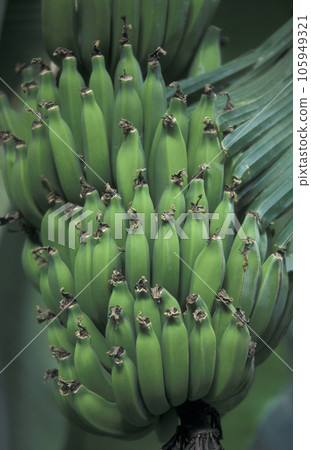 AFRICA CAPE VERDE SANTO ANTAO BANAN AFRICA CAPE VERDE SANTO ANTAO BANAN 105949321