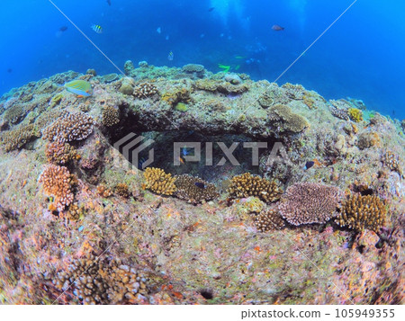 Onna Village, Okinawa Prefecture. The underwater scenery of Cape Maeda, a popular diving spot. Onna Village, Okinawa Prefecture. The underwater scenery of Cape Maeda, a popular diving spot. 105949355