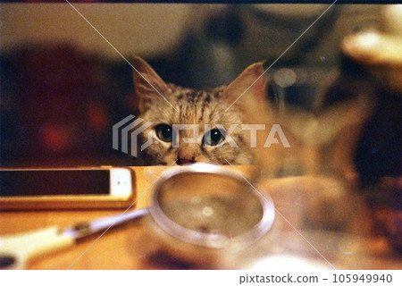 Kitten staring from under the table Kitten staring from under the table 105949940
