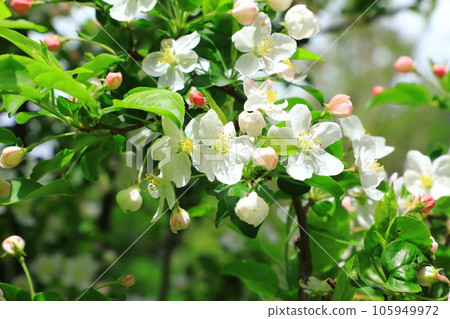 上高地丸波街道花 105949972