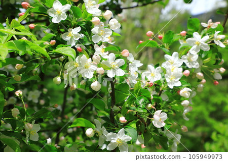 上高地丸波街道花 105949973