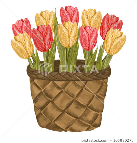 Watercolor basket of tulips. Flower arrangement isolated hand drawn illustration in countr syle. For greeting cards, invitations, easter, March 8 Watercolor basket of tulips. Flower arrangement isolated hand drawn illustration in countr syle. For greeting cards, invitations, easter, March 8 105950273