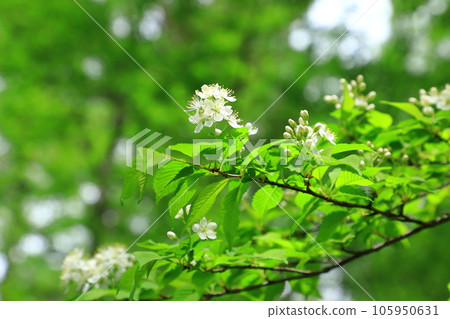 上高地小無花 105950631