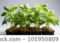 Potato plant on a white background. 105950809