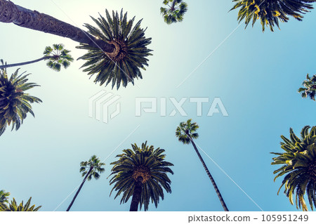 A perfect summer day and tall palms 105951249