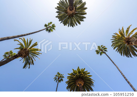 A perfect summer day and tall palms 105951250