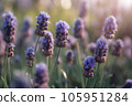 Lavender close-up view of purple flowers at sunset on natural field background. Text copy space. 105951284