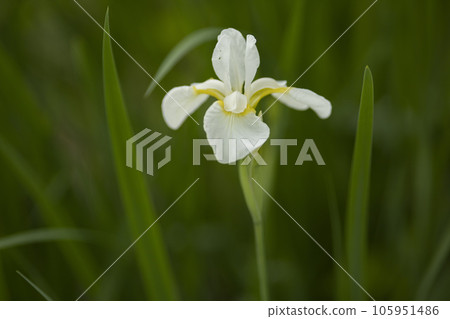 Dutch iris flowers 105951486