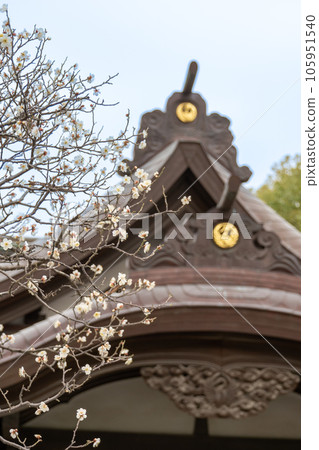 神奈川縣鎌倉市鶴岡八幡宮神社事務所和白梅花 105951540