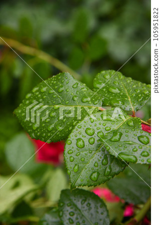 Water droplets on the leaves Rain-wet leaves Water droplets on the leaves Rain-wet leaves 105951822