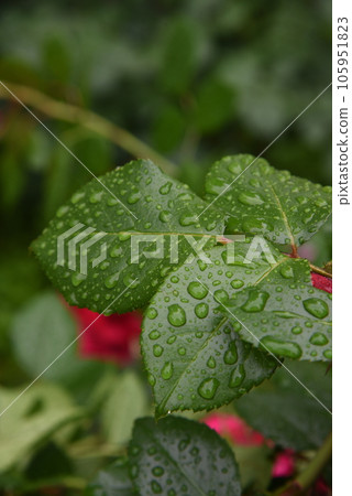 Water droplets on the leaves Rain-wet leaves Water droplets on the leaves Rain-wet leaves 105951823
