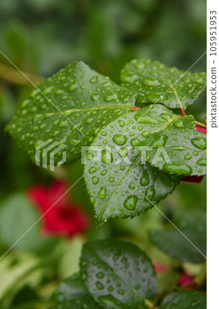 Water droplets on the leaves Rain-wet leaves Water droplets on the leaves Rain-wet leaves 105951953