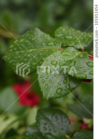 Water droplets on the leaves Rain-wet leaves Water droplets on the leaves Rain-wet leaves 105951954