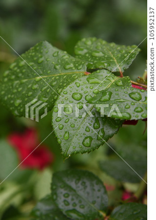 Water droplets on the leaves Rain-wet leaves 105952137
