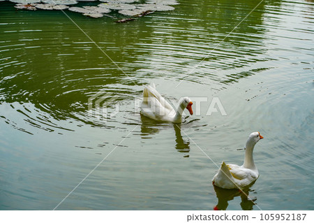 A group of geese is swimming back and forth in the small lake at Lembang Park, Menteng, Central Jakarta 105952187