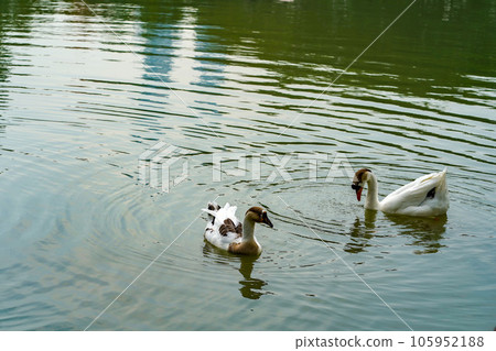 A group of geese is swimming back and forth in the small lake at Lembang Park, Menteng, Central Jakarta 105952188