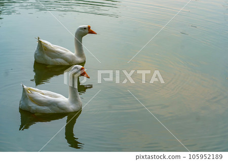 A group of geese is swimming back and forth in the small lake at Lembang Park, Menteng, Central Jakarta 105952189
