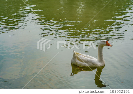 A group of geese is swimming back and forth in the small lake at Lembang Park, Menteng, Central Jakarta A group of geese is swimming back and forth in the small lake at Lembang Park, Menteng, Central Jakarta 105952191