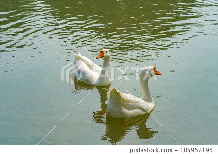 A group of geese is swimming back and forth in the small lake at Lembang Park, Menteng, Central Jakarta 105952193