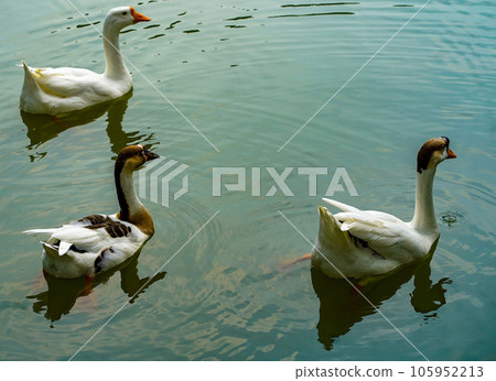 A group of geese is swimming back and forth in the small lake at Lembang Park, Menteng, Central Jakarta 105952213
