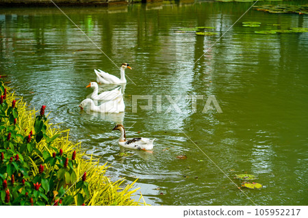 A group of geese is swimming back and forth in the small lake at Lembang Park, Menteng, Central Jakarta 105952217