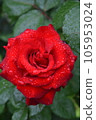 Rose wet in the rain rose red 105953024